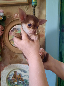 Armsad chihuahua beebid (2 foto / 2)
