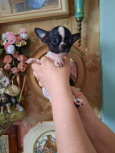 Ilus chihuahua beebi (2 foto / 10)