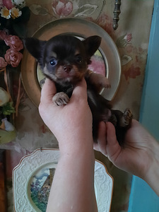 Ilus chihuahua beebi (9 foto / 10)