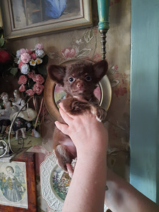 Hihuahua tudruk (1 foto / 1)