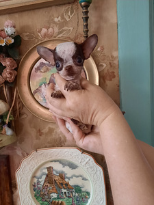 Chihuahua mini lapsed (4 kuud) (2 foto / 9)