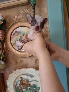 Chihuahua mini lapsed (4 kuud) (5 foto / 9)