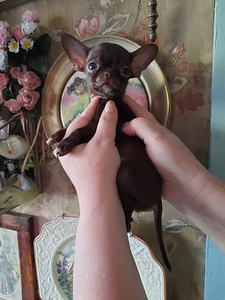 Chihuahua mini lapsed (4 kuud) (7 foto / 9)