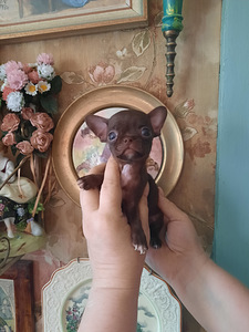 Chihuahua mini lapsed (4 kuud) (8 foto / 9)