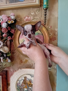 Imeline väike chihuahua (4 kuud) (6 foto / 8)