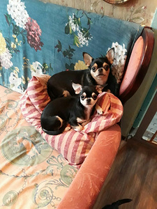 Chihuahua pois mini 3asta (2 foto / 3)