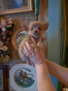 Ilusad chihuahua beebid (3 foto / 5)