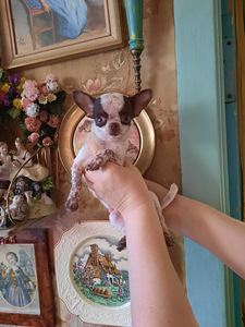 Imeline chihuahua poiss (100% mini) (1 foto / 7)