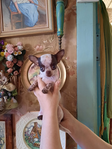 Imeline chihuahua poiss (100% mini) (3 foto / 7)