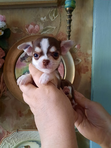 Ilusad chihuahua beebid (6 foto / 8)