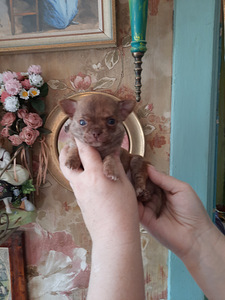 Ilusad chihuahua beebid (7 foto / 8)