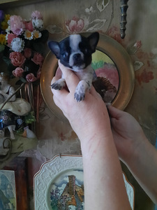 Vahvad väikesed chihuahuad (9 foto / 10)