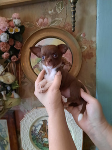 Vahvad väikesed chihuahuad (10 foto / 10)