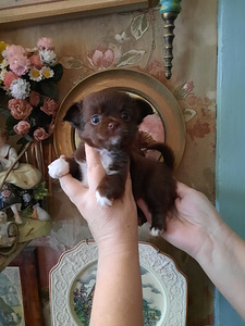 Ilusad chihuahuad - tume šokolaad (2 foto / 10)