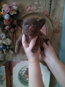 Ilusad chihuahuad - tume šokolaad (3 foto / 10)