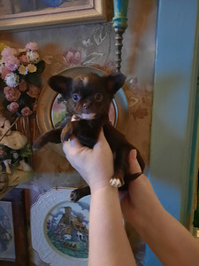 Ilusad chihuahuad - tume šokolaad (5 foto / 10)