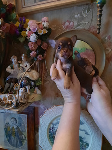 Ilusad chihuahuad - tume šokolaad (6 foto / 10)