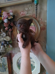 Ilusad chihuahuad - tume šokolaad (7 foto / 10)