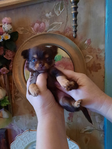 Ilusad chihuahuad - tume šokolaad (9 foto / 10)