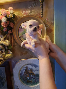 Ilusad chihuahua beebid (2 foto / 2)