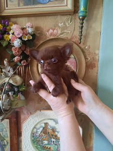 Imelised chihuahua beebid (3 foto / 10)