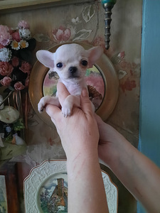 Ilusad väikesed chihuahuad. (3 foto / 9)