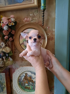 Ilusad väikesed chihuahuad. (7 foto / 9)
