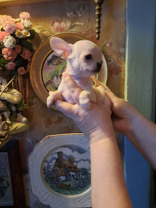 Ilusad väikesed chihuahuad. (2 foto / 9)