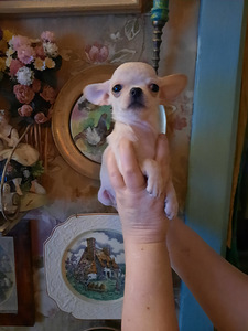 Ilusad chihuahua beebid (3 foto / 4)