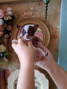 Ilusad chihuahua beebid (4 foto / 10)