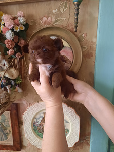 Ilusad chihuahua beebid (2 foto / 10)
