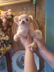 Ilusad chihuahua beebid (9 foto / 10)