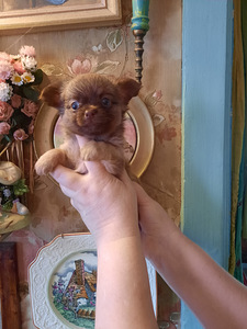 Chihuahua beebid varuks (5 foto / 9)