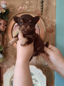 Chihuahua beebid varuks (3 foto / 9)
