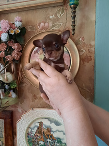 Chihuahua beebid varuks (6 foto / 9)