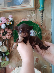 Chihuahua beebid varuks (4 foto / 9)