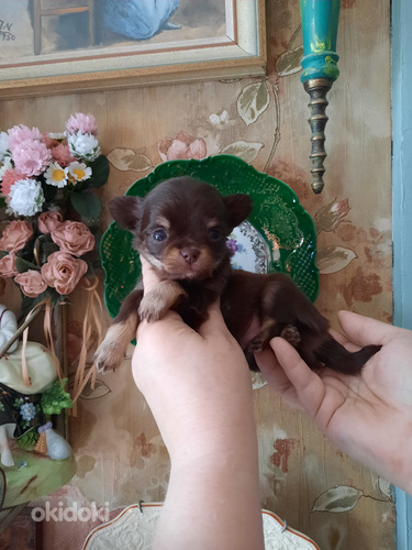 Chihuahua beebid varuks (foto #4)