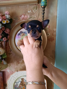Ilusad väikesed chihuahuad. (5 foto / 7)