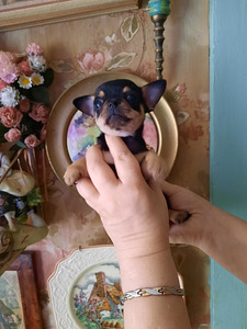 Ilusad väikesed chihuahuad. (6 foto / 7)