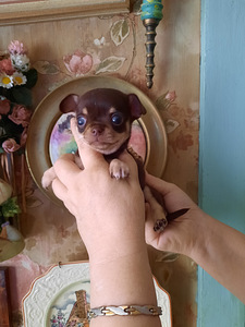 Ilusad väikesed chihuahuad. (3 foto / 7)