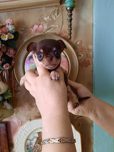 Ilusad väikesed chihuahuad. (1 foto / 7)