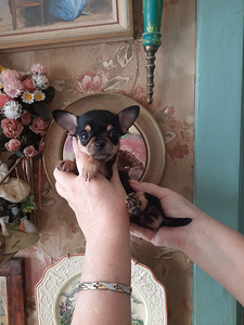 Ilusad chihuahua kutsikad (1 foto / 5)