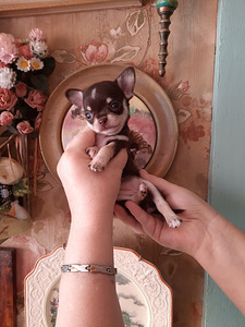 Väike chihuahua (4 foto / 5)