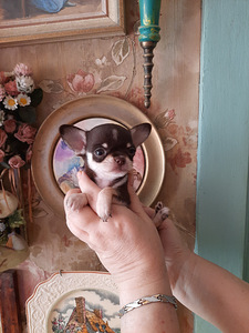 Väike chihuahua (2 foto / 5)