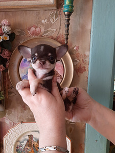 Väike chihuahua (1 foto / 5)