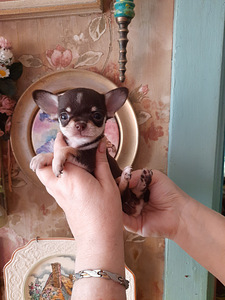 Väike chihuahua (5 foto / 5)