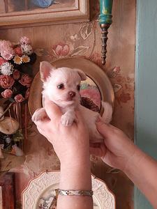 Chihuahua kutsikad (3 foto / 9)