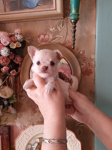 Chihuahua kutsikad (7 foto / 9)