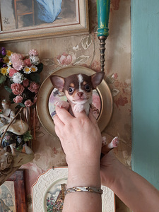 Imelised chihuahua kutsikad (4 foto / 6)