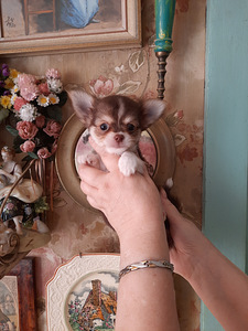 Chihuahua kutsikad (1 foto / 8)